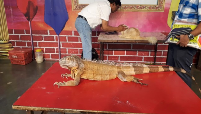 Animal Bonding Activity