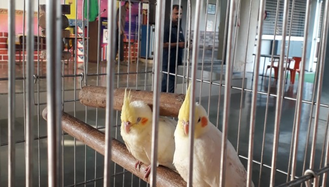 Animal Bonding Activity